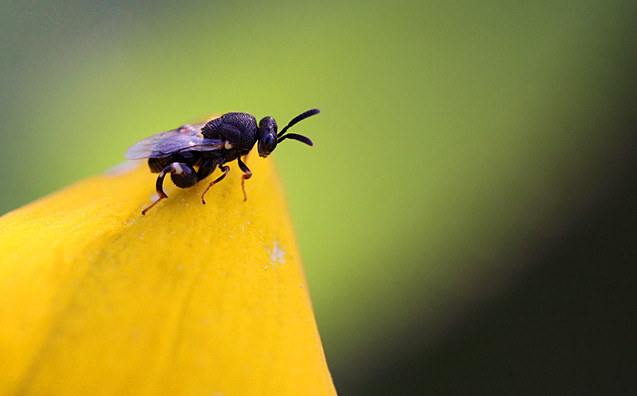 վ�ø�����Զ��ţ��ѧ��Ӱ��