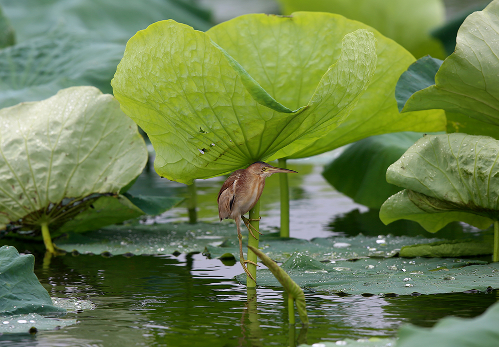 8 - ����.jpg