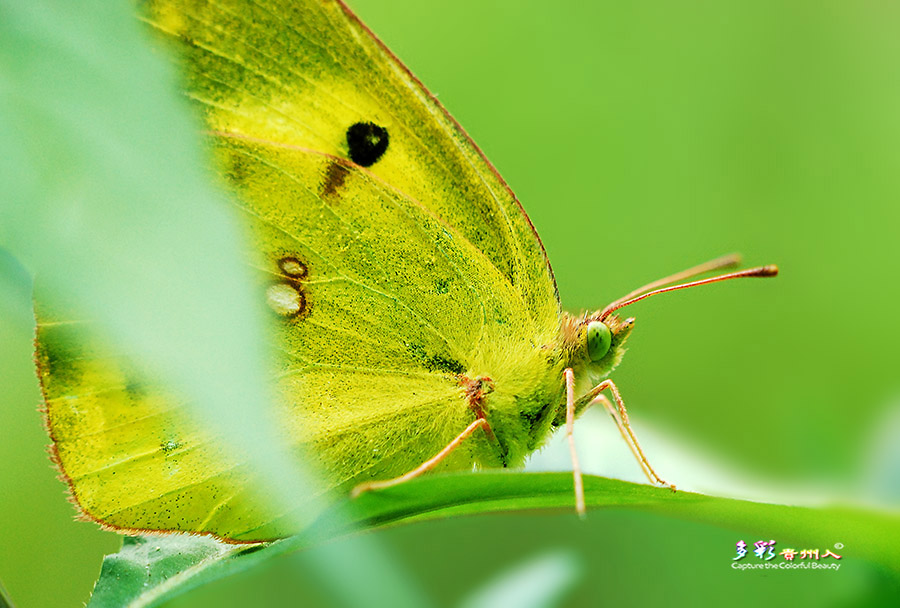 DSC_0419 ����.jpg