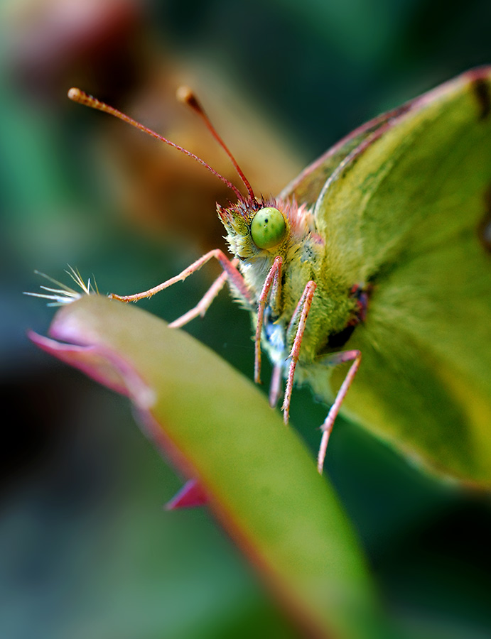 DSC_0376 ����.jpg