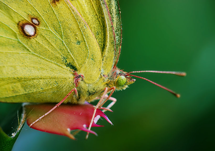 DSC_0394 ����.jpg