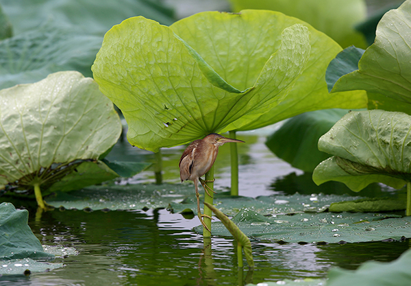 8 - ����.jpg