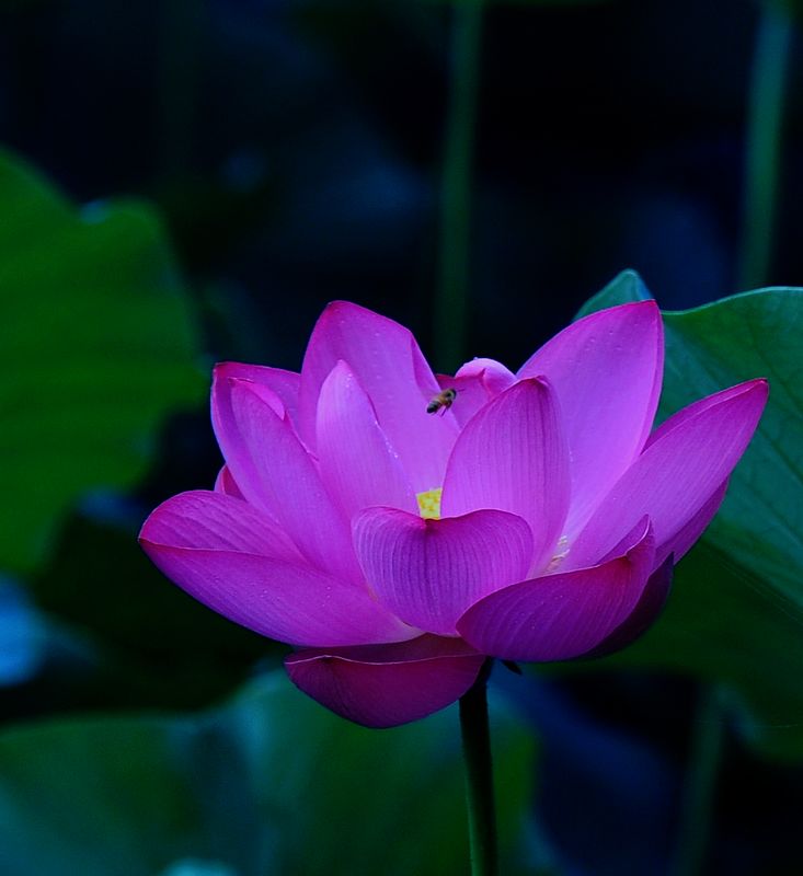 ����ӳ��