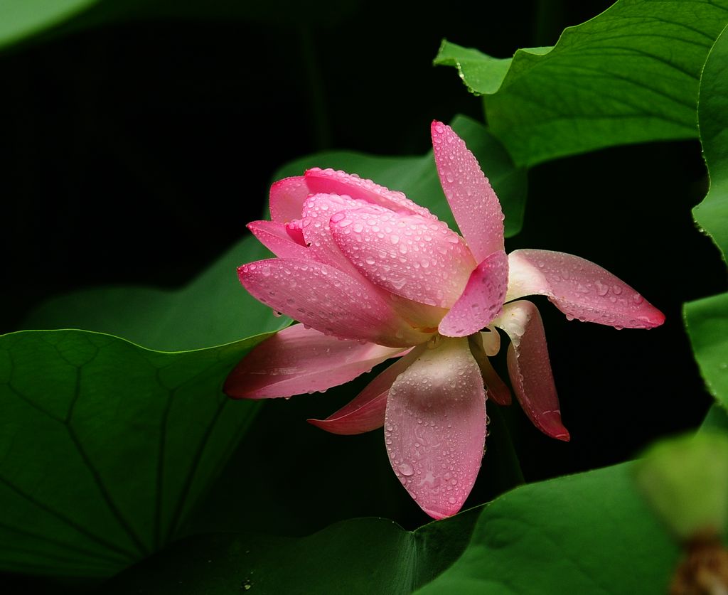 ����ӳ��