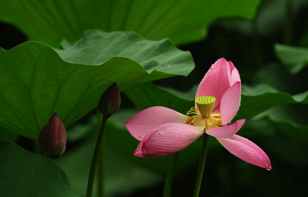 ����ӳ��