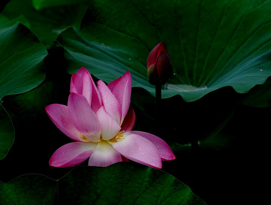 ����ӳ��