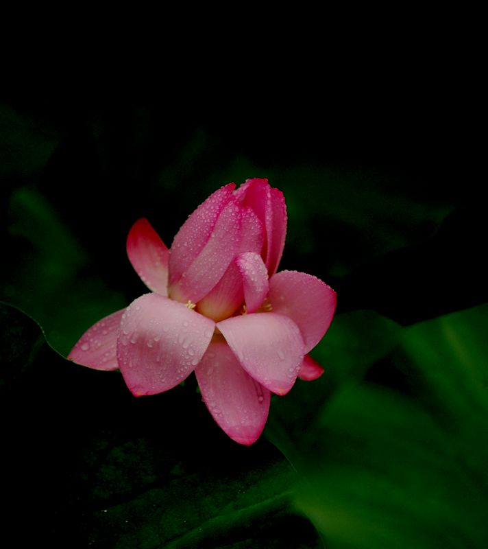 ����ӳ��