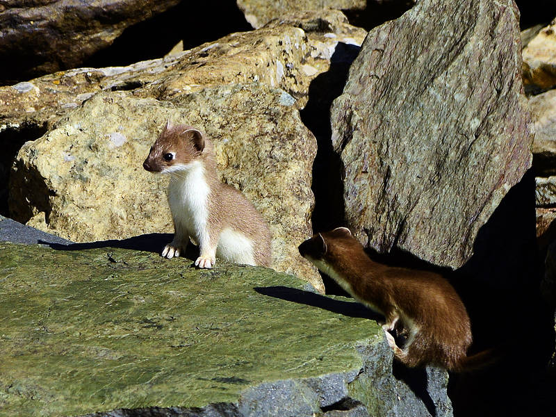 ��ʦ������