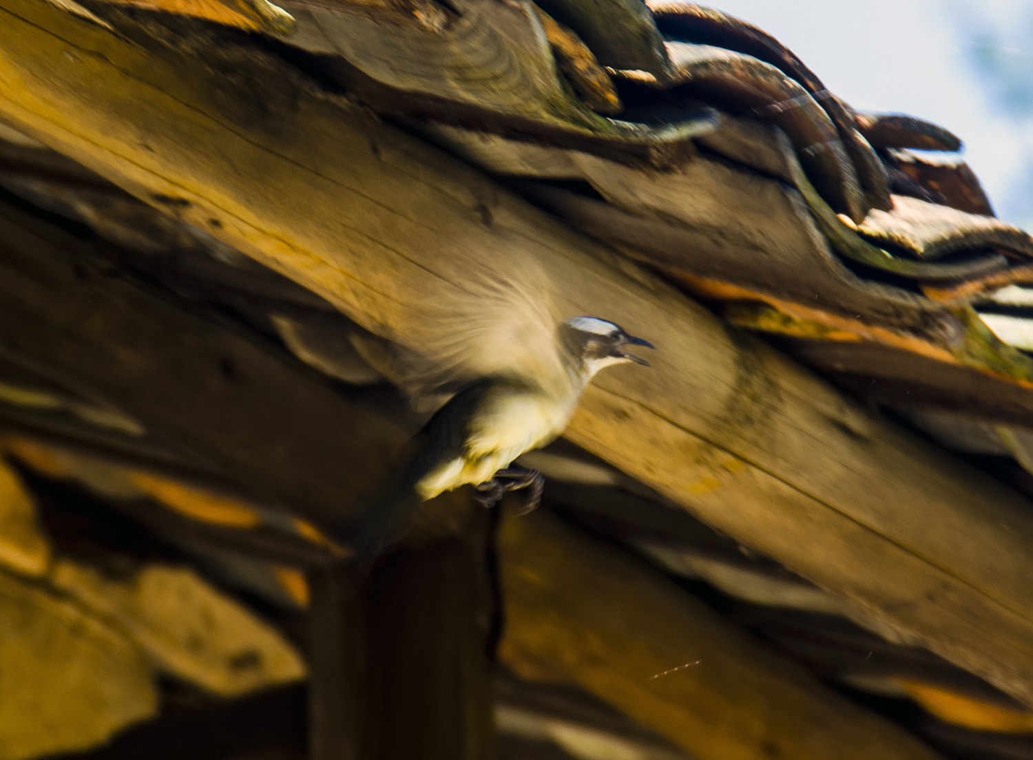 �������ұ� (356).jpg