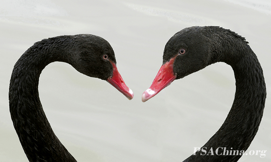 019.�������Ʒ������֮�ġ�heart of love.jpg