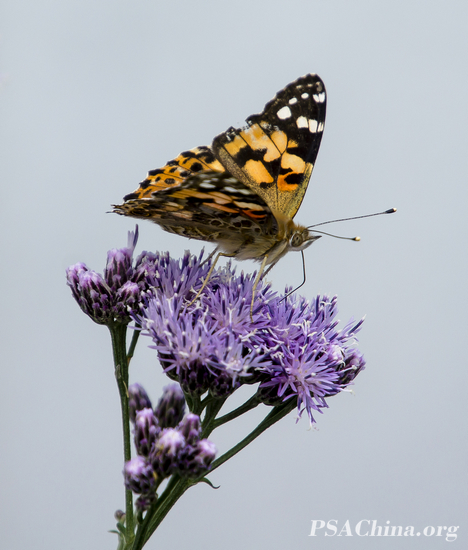 09.������Ʒ����������Butterfly.jpg