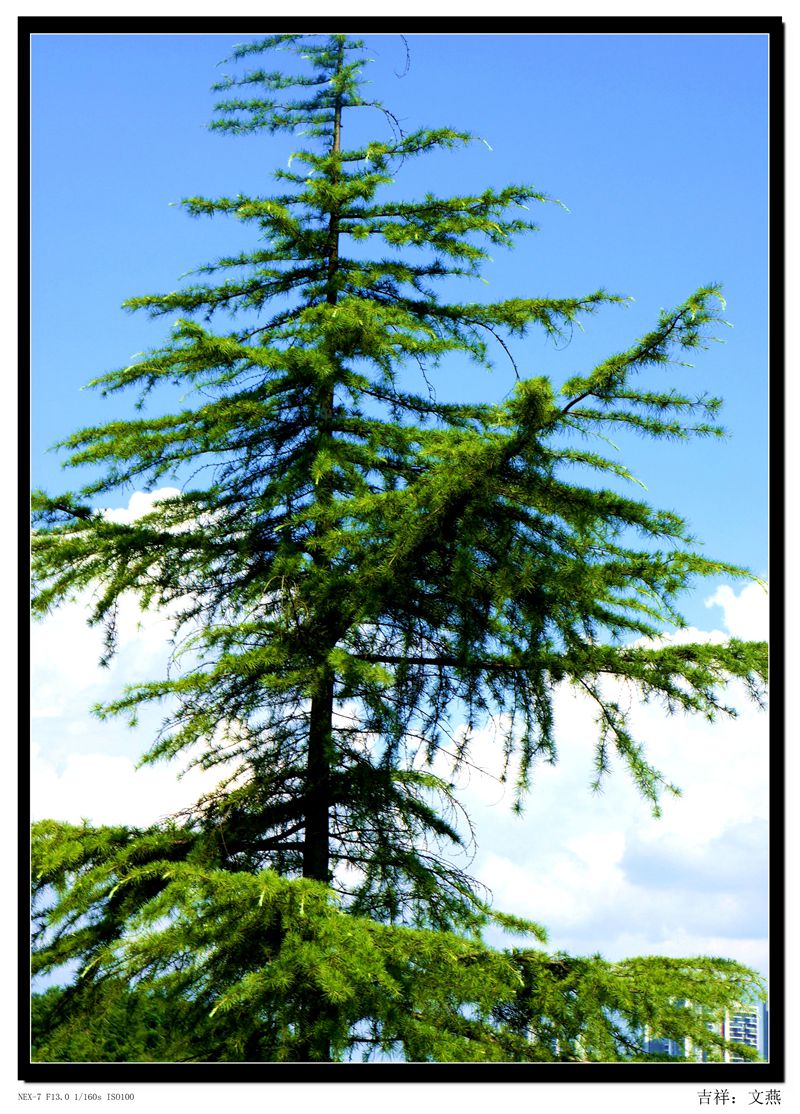 ��ɽ��֮�����ɰ�