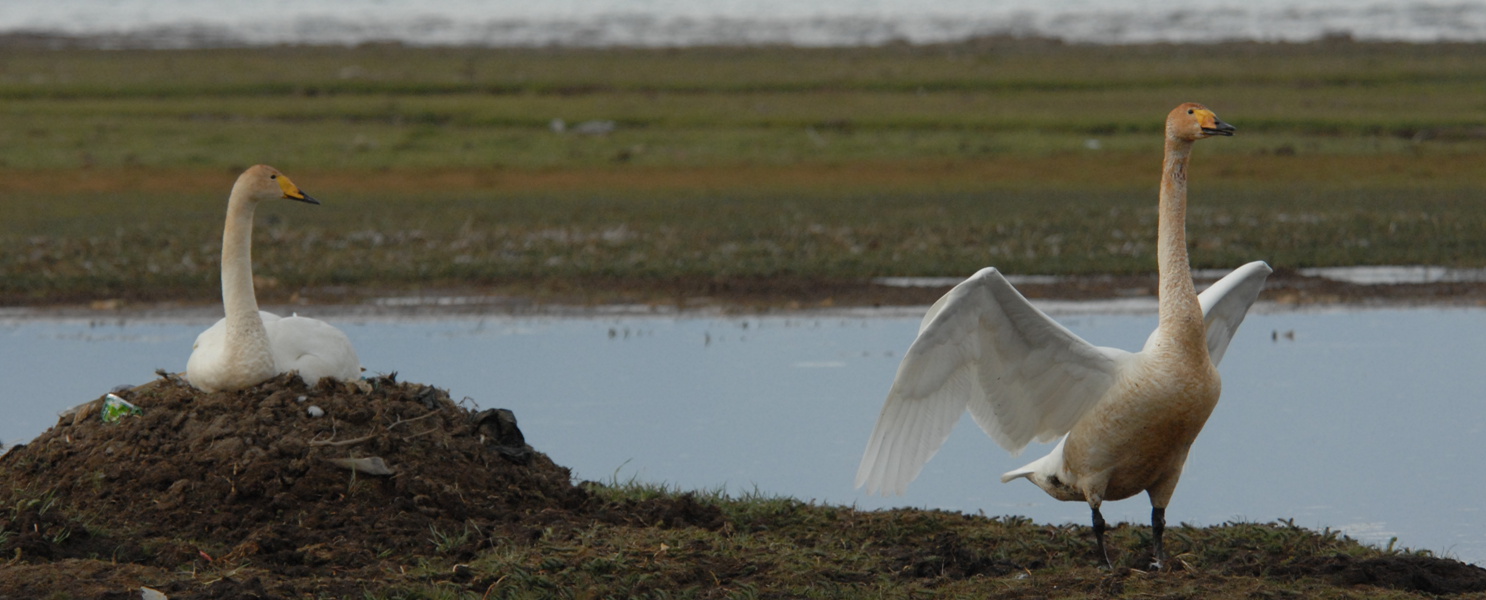 �¸��ߵ�ʤ����