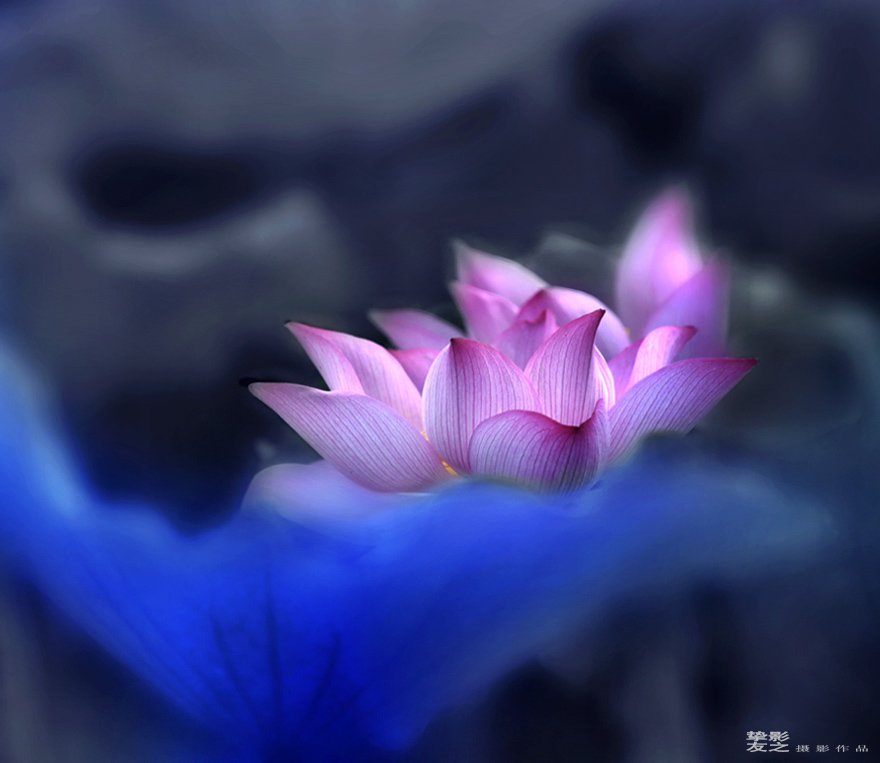 ҹ������