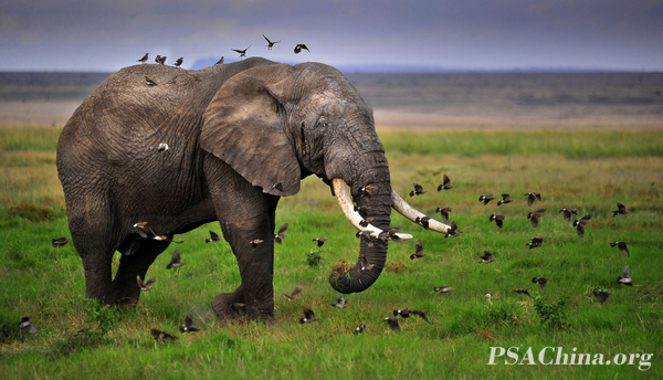 03.Ф��PSAͭ����Ʒ�����������Ⱥ��Elephant and flocks of birds.jpg