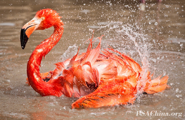 06.����PSA練�����Ʒ����ˮ���ڡ�Fire and water blend.jpg