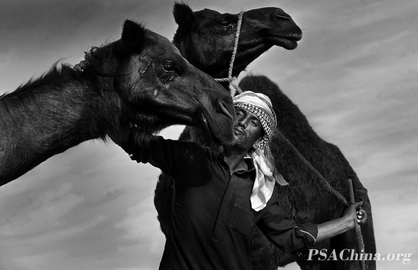 09.Ф��PSA練�����Ʒ�������պͰ������˵����ǡ�Camels and Arabs intimacy.jpg