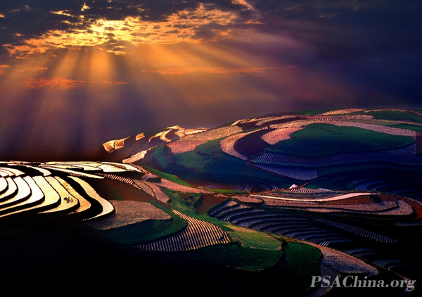 06.��ͨ��Ʒ������ɫ��԰��goiden fieid.jpg