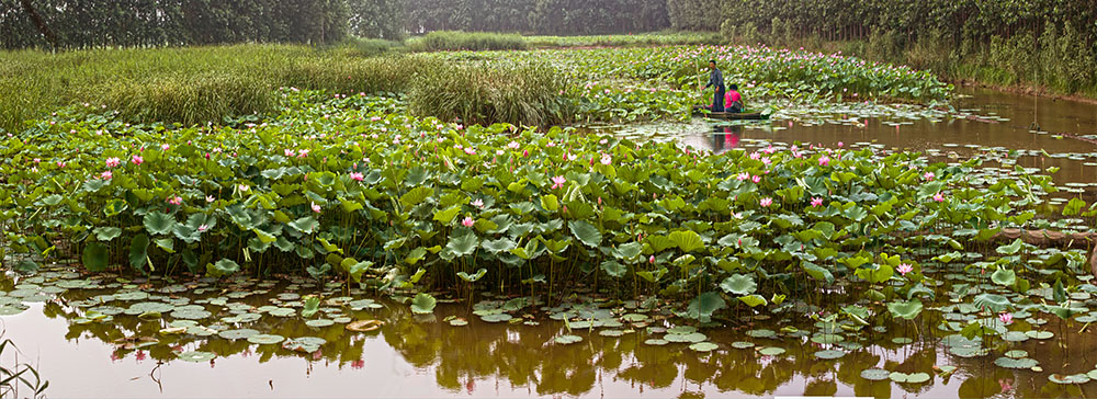 �ɻ�ʢ���ļ���