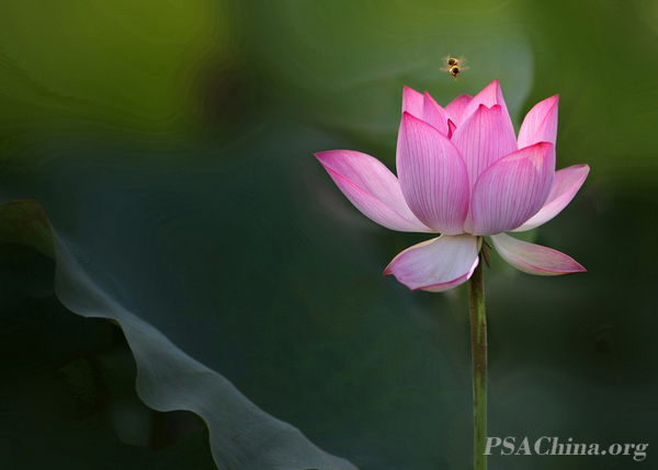 03.��ѧ����Ʒ�����۷���ɻ���The bee and the lotus.jpg