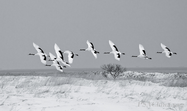 04.¦������Ʒ����ѩ�ص����ס�Cranes Flying.jpg