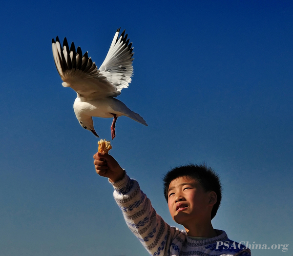 05.�˽�����Ʒ������Ÿ��С����Seagull and child.jpg