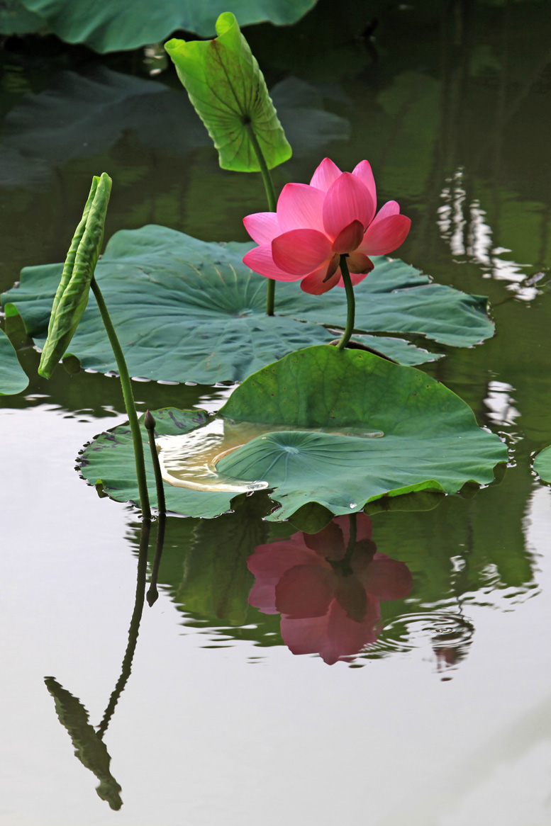 ����ӳ��Ƽ