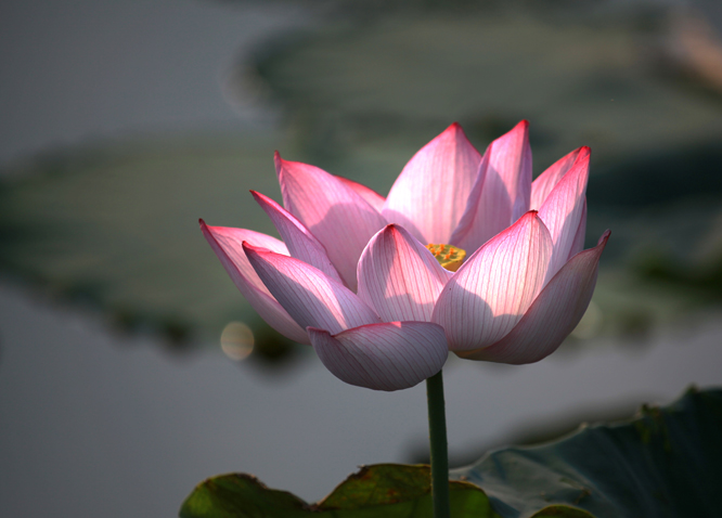 һ������