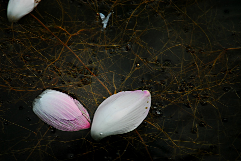 �׺ɻ���Ӱ�� 102.jpg