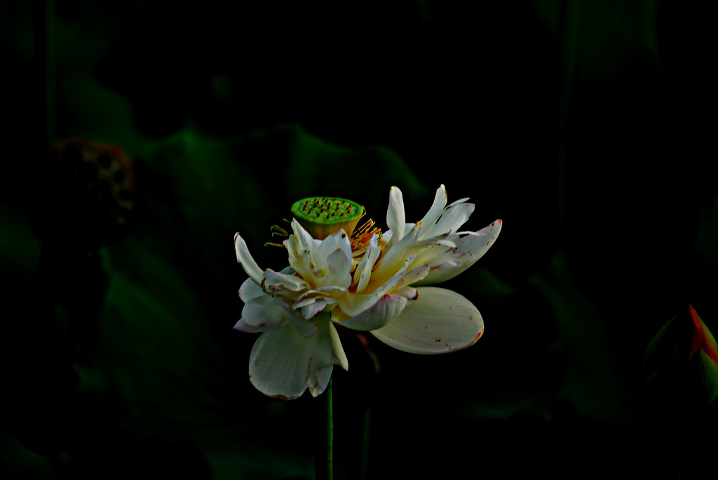 �׺ɻ���Ӱ�� 114.jpg