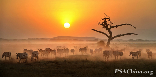 04.Ф����Ȼ����Ȼ����PSTC-HM����������Ǩ�㡷Zebra migration.jpg