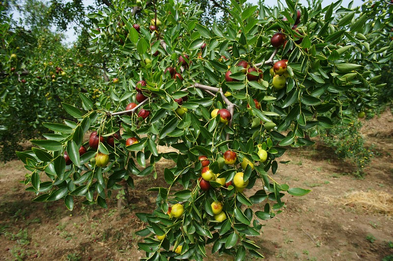 ժһ�ţ�ҧһ�ڣ����ִࡣ