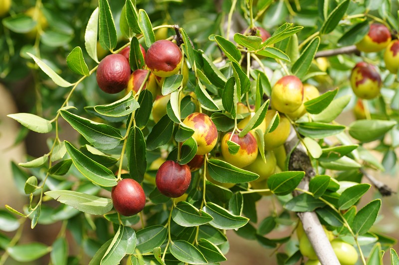 ժһ�ţ�ҧһ�ڣ����ִࡣ