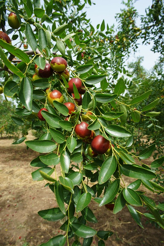 ժһ�ţ�ҧһ�ڣ����ִࡣ