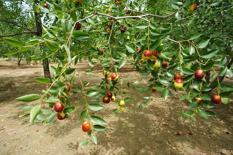 ժһ�ţ�ҧһ�ڣ����ִࡣ��