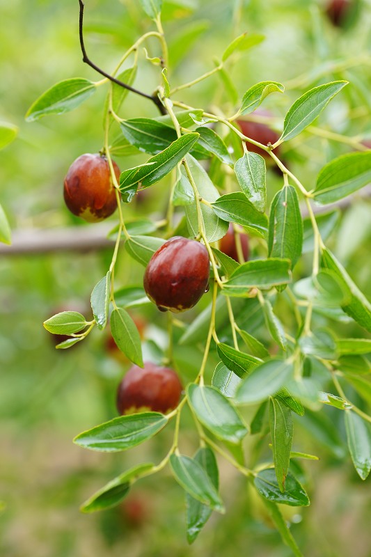 ժһ�ţ�ҧһ�ڣ����ִࡣ