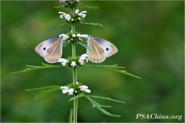 08.������Ʒ��������֮һ��Butterfly No.1.jpg