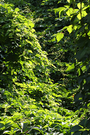 ��ɫ������󺣵Ĳ���