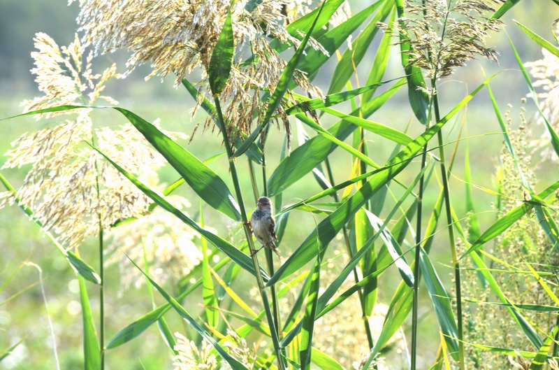 С��         ������.jpg