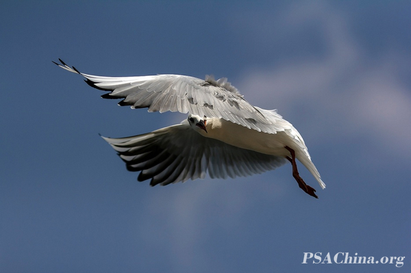 05.������Ʒ���������е�͵����Voyeur in flight.jpg