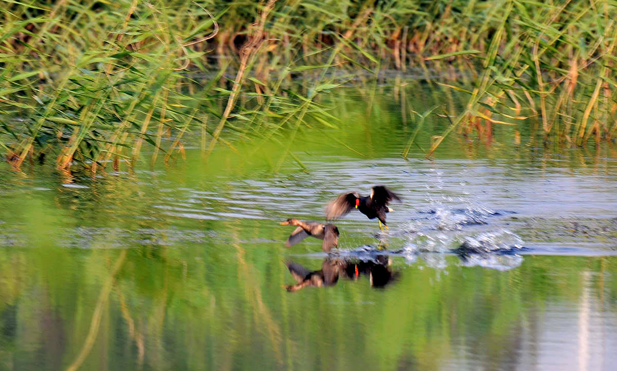 2013����̳�����������ȡ����С������������Ȩ  DSC_3142.JPG