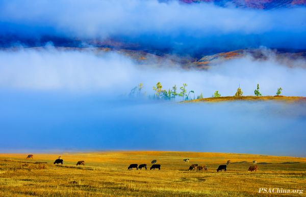 10.��־����Ʒ����������Autumn grazing.jpg