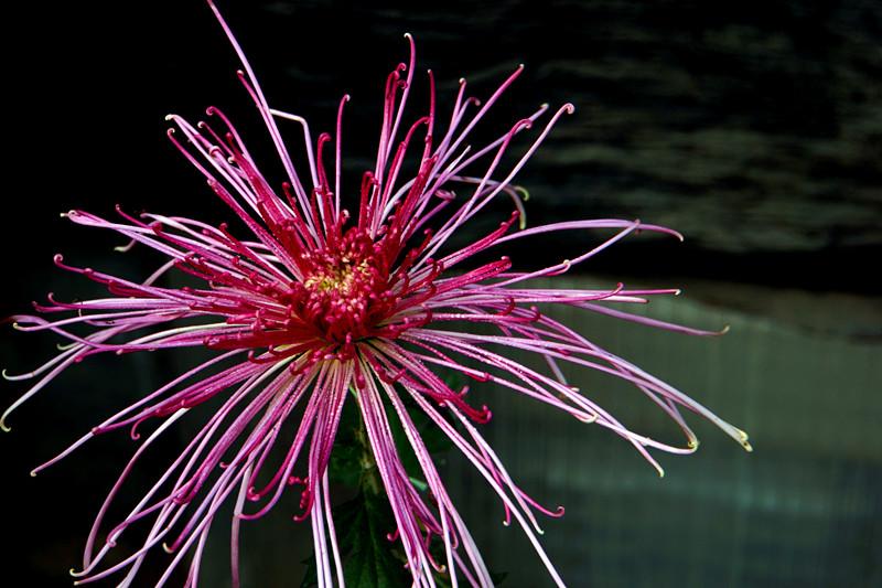 �ջ�ŭ�� ���涷��