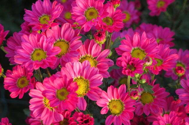 �ջ�ŭ�� ���涷��