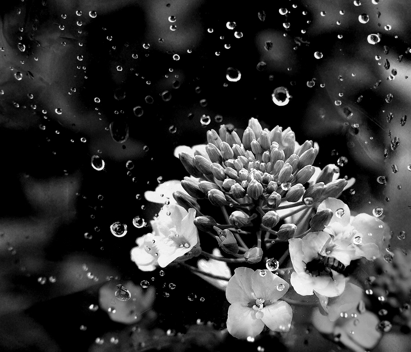 ���� �¿�� ���ز�����¥��̫���ľߵ� 13205598826.jpg