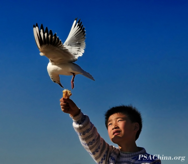 09.�˽�����Ʒ������Ÿ��С����Seagull and child.jpg