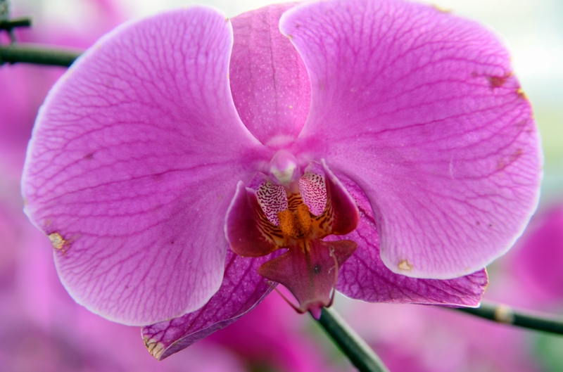 ��ţͷһ������������