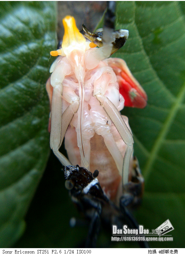 ӡ������