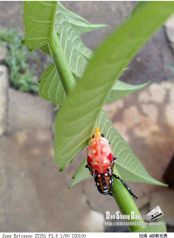 ӡ������