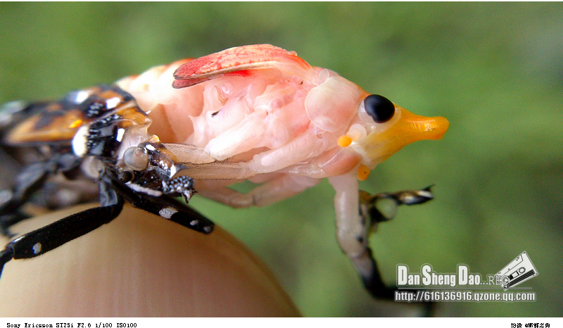 ӡ������